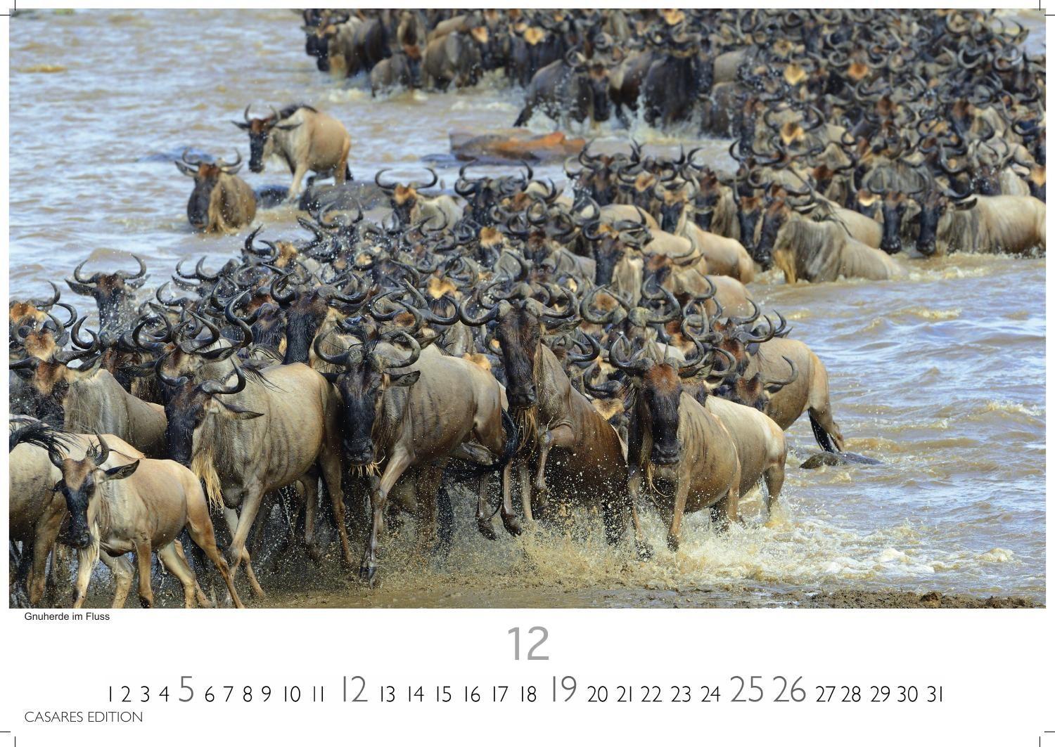 Beispielinhalt (Bild) Kenia & Serengheti Kalender 2027 - Wandkalender | Fotokalender Afrika 24x35cm - Wunderschöne Tierkalender- und Naturschutzfotos.