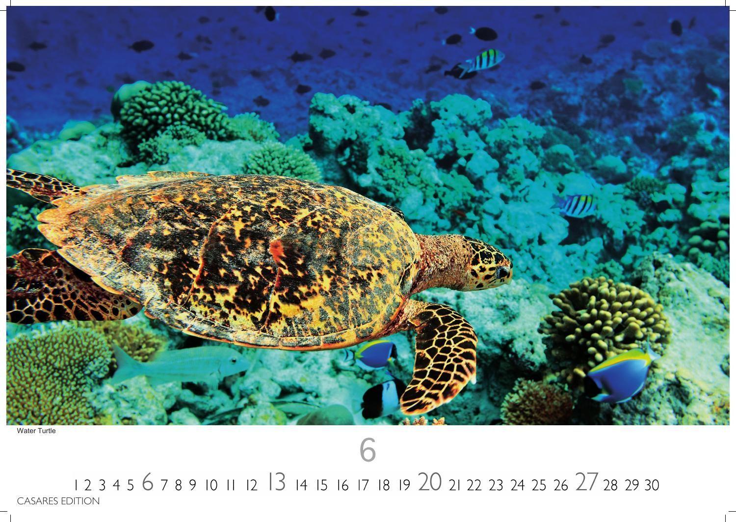 Beispielinhalt (Bild) Florida Kalender 2027 - Wandkalender | Fotokalender Nordamerika 24x35cm - Sonne, Palmen & Strände: Farbenfrohe Motive aus dem Sunshine State für deine Wanddeko