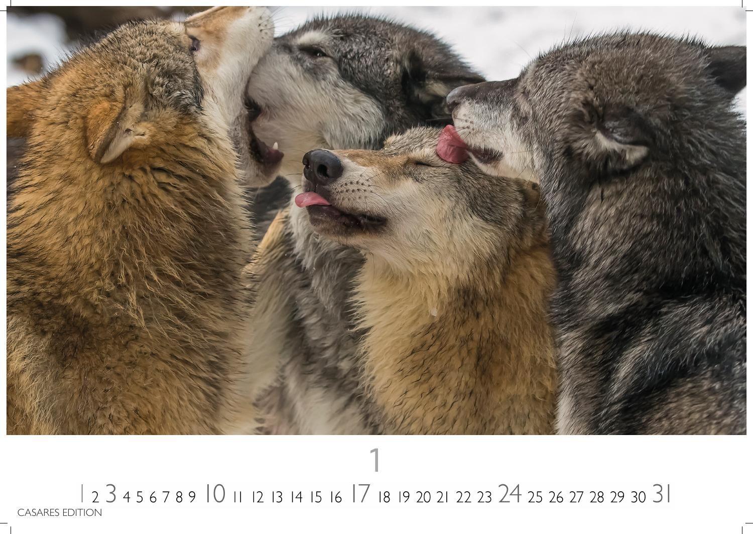 Beispielinhalt (Bild) Wölfe Kalender 2027 - Wandkalender | Fotokalender Tierkalender 35x50cm Grosses Format - . mit faszinierenden Wolf-Motiven,.