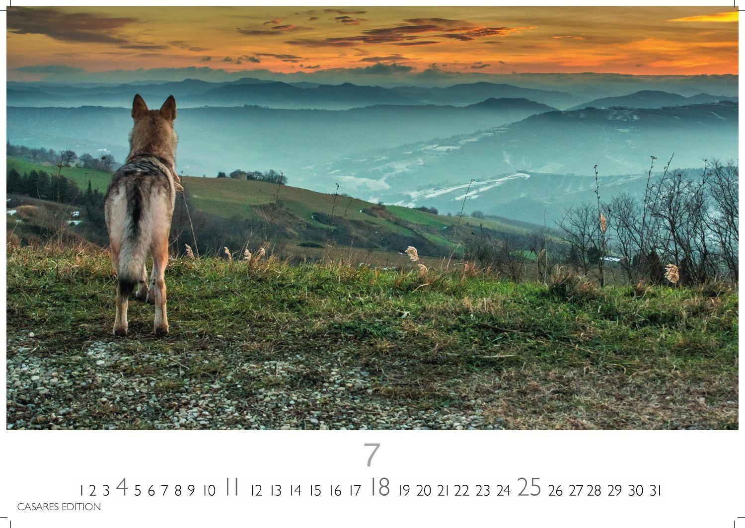 Beispielinhalt (Bild) Wölfe Kalender 2027 - Wandkalender | Fotokalender Tierkalender 35x50cm Grosses Format - . mit faszinierenden Wolf-Motiven,.