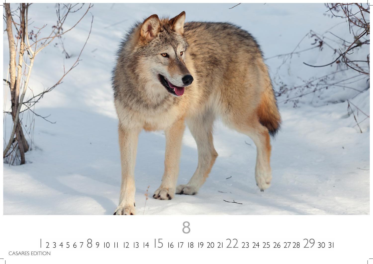 Beispielinhalt (Bild) Wölfe Kalender 2027 - Wandkalender | Fotokalender Tierkalender 35x50cm Grosses Format - . mit faszinierenden Wolf-Motiven,.