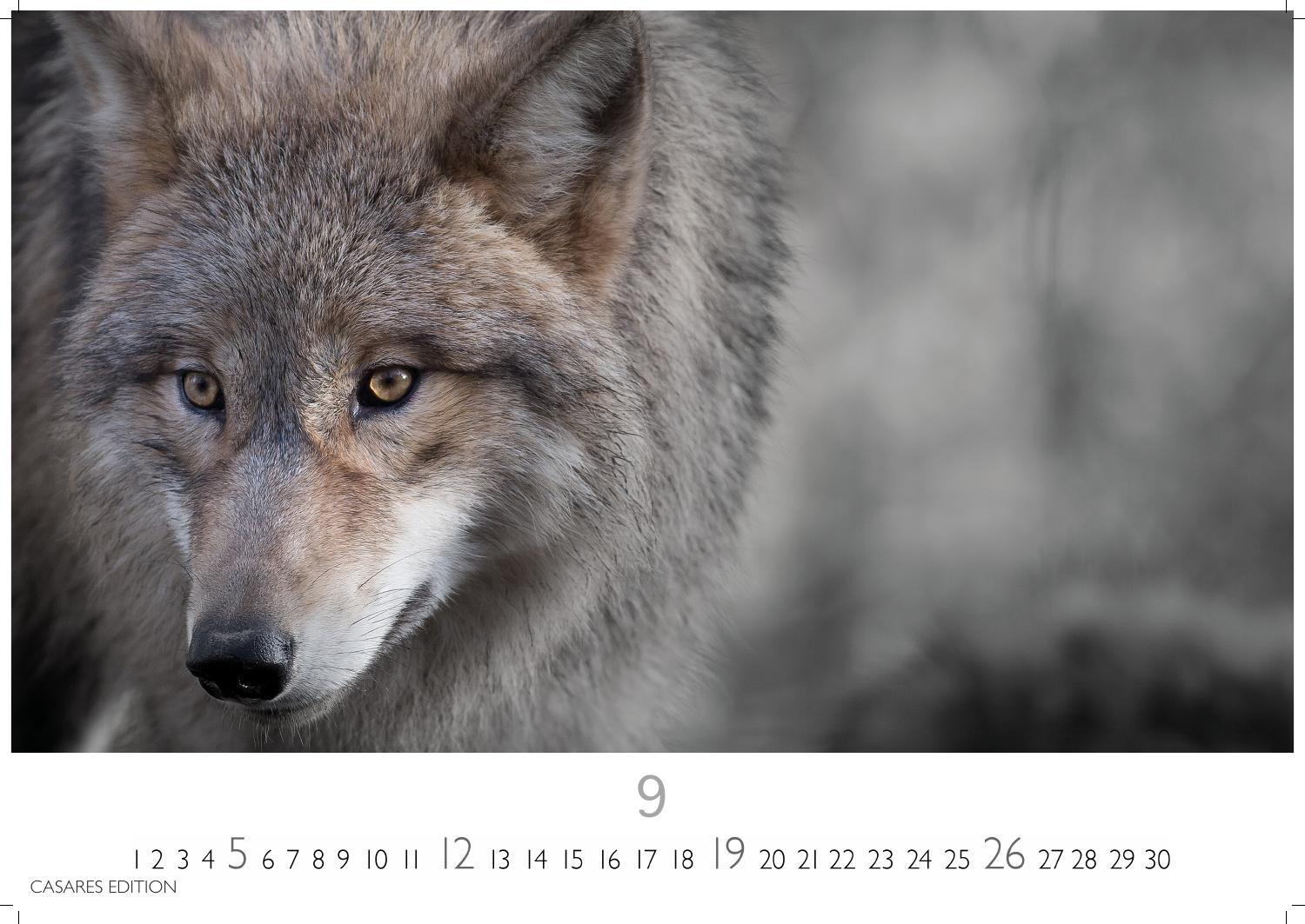 Beispielinhalt (Bild) Wölfe Kalender 2027 - Wandkalender | Fotokalender Tierkalender 35x50cm Grosses Format - . mit faszinierenden Wolf-Motiven,.