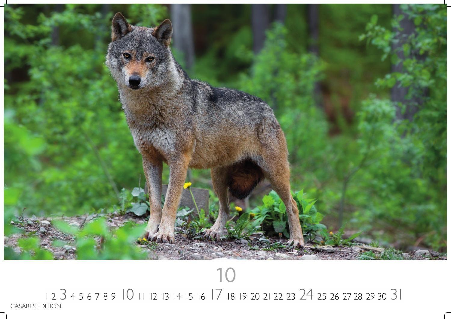 Beispielinhalt (Bild) Wölfe Kalender 2027 - Wandkalender | Fotokalender Tierkalender 35x50cm Grosses Format - . mit faszinierenden Wolf-Motiven,.