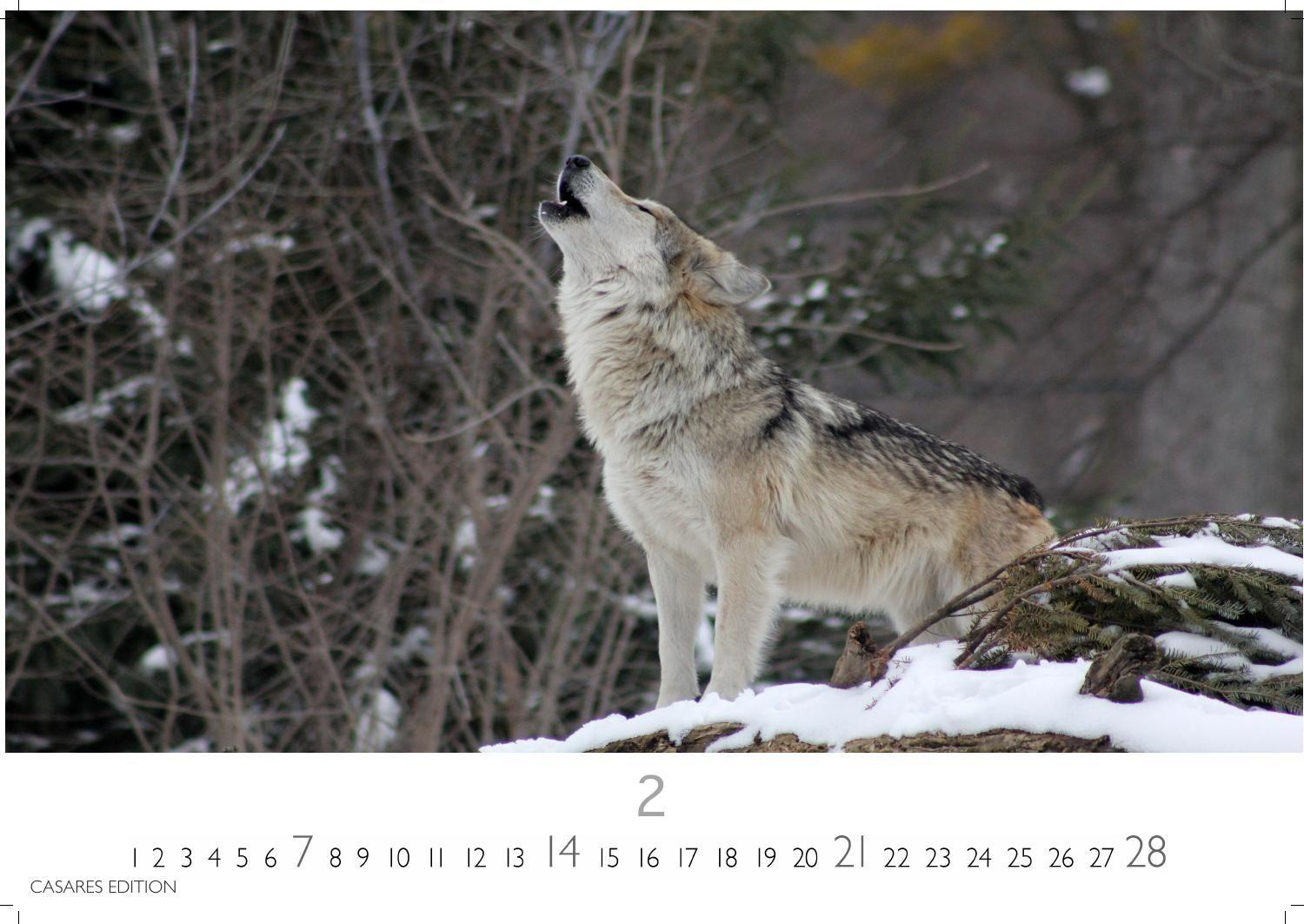 Beispielinhalt (Bild) Wölfe Kalender 2027 - Wandkalender | Fotokalender Tierkalender 35x50cm Grosses Format - . mit faszinierenden Wolf-Motiven,.