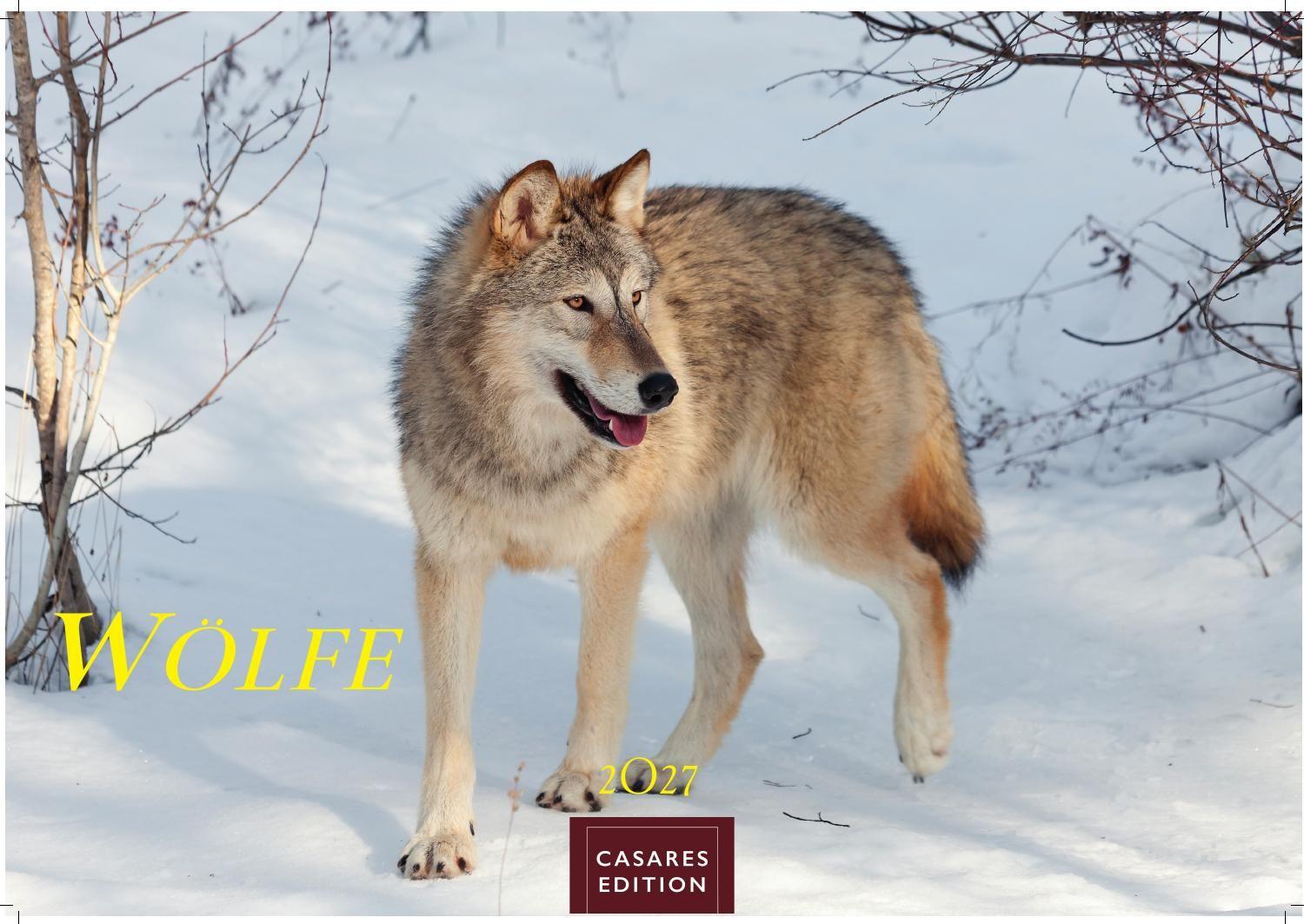 Vorderes Coverbild Wölfe Kalender 2027 - Wandkalender | Fotokalender Tierkalender 35x50cm Grosses Format - . mit faszinierenden Wolf-Motiven,.