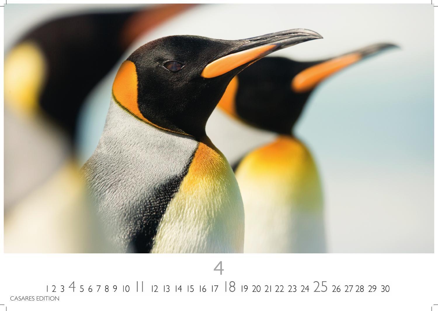 Beispielinhalt (Bild) Pinguine Kalender 2027 - Wandkalender | Fotokalender Tierkalender 35x50cm Grosses Format | . mit niedlichen Pinguin-Motiven im antarktischen Lebensraum.