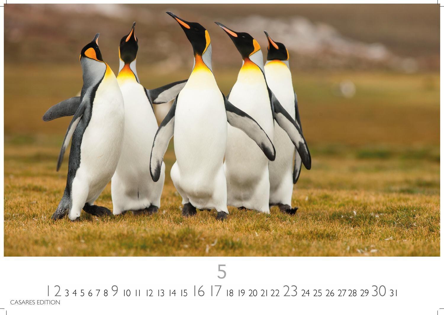 Beispielinhalt (Bild) Pinguine Kalender 2027 - Wandkalender | Fotokalender Tierkalender 35x50cm Grosses Format | . mit niedlichen Pinguin-Motiven im antarktischen Lebensraum.