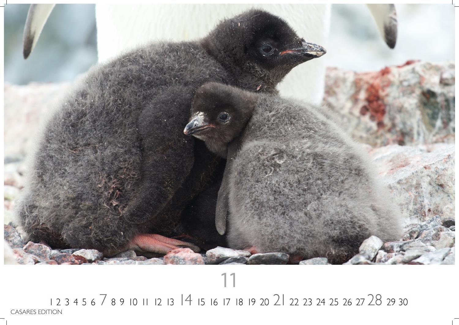 Beispielinhalt (Bild) Pinguine Kalender 2027 - Wandkalender | Fotokalender Tierkalender 35x50cm Grosses Format | . mit niedlichen Pinguin-Motiven im antarktischen Lebensraum.