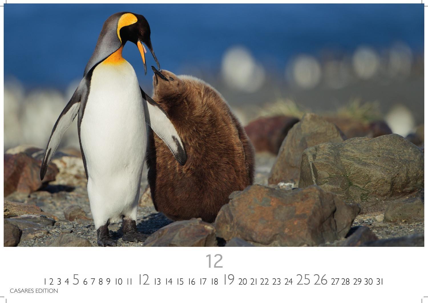 Beispielinhalt (Bild) Pinguine Kalender 2027 - Wandkalender | Fotokalender Tierkalender 35x50cm Grosses Format | . mit niedlichen Pinguin-Motiven im antarktischen Lebensraum.