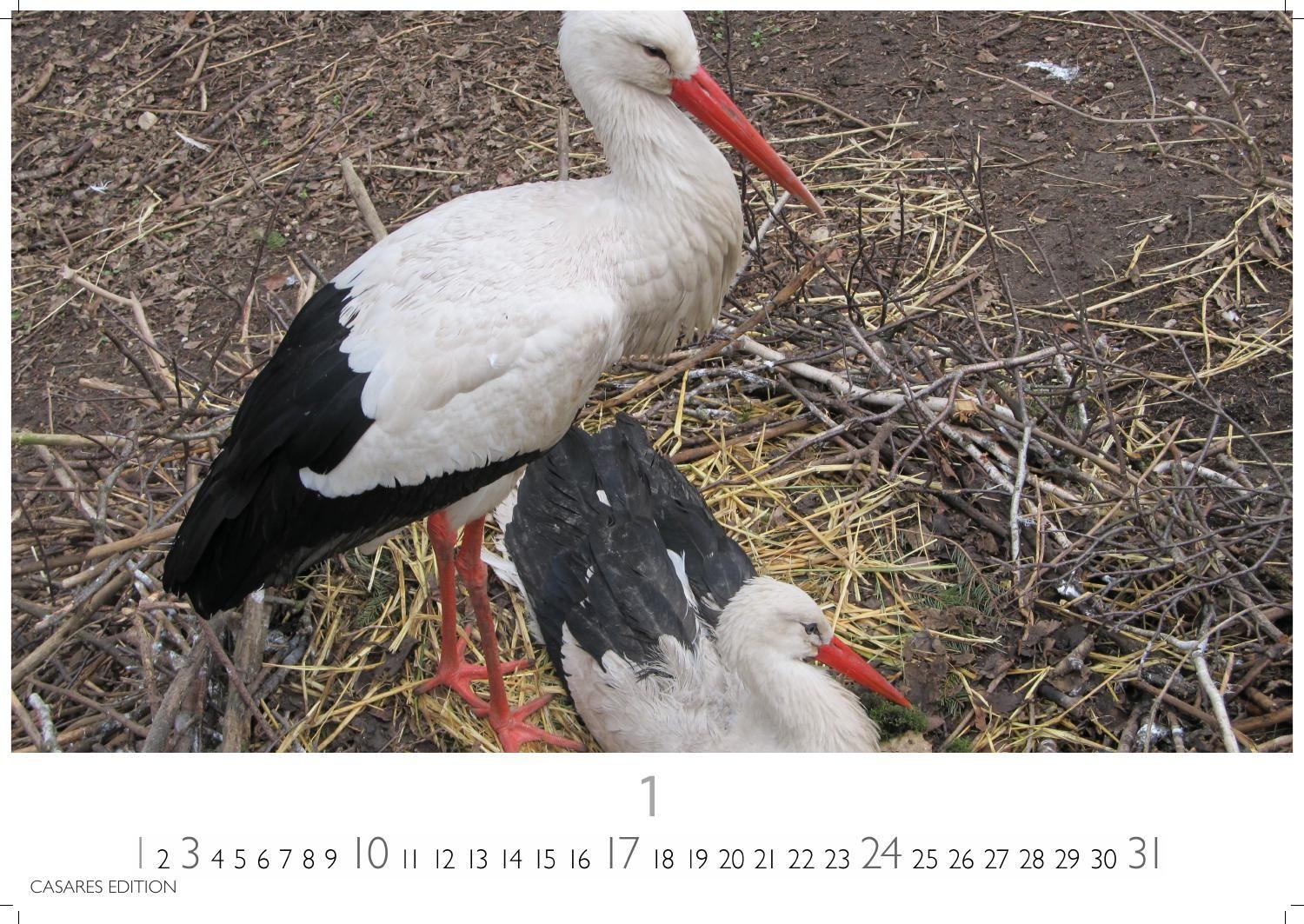 Beispielinhalt (Bild) Störche Kalender 2027 - Wandkalender | Fotokalender Tierkalender 24x35cm - Inspirierende Storch-Motive für Natur- und Tierkalenderliebhaber.