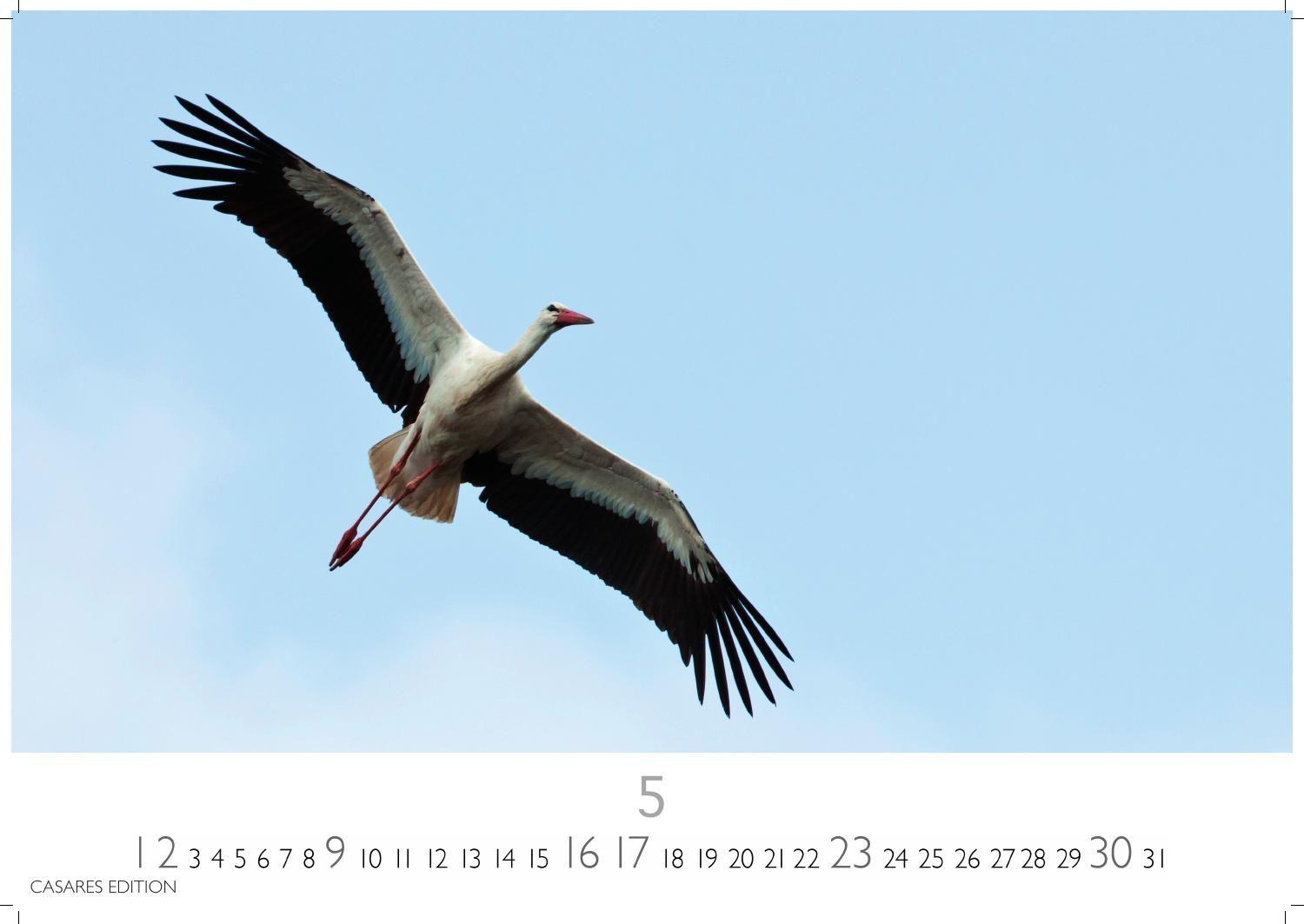 Beispielinhalt (Bild) Störche Kalender 2027 - Wandkalender | Fotokalender Tierkalender 24x35cm - Inspirierende Storch-Motive für Natur- und Tierkalenderliebhaber.