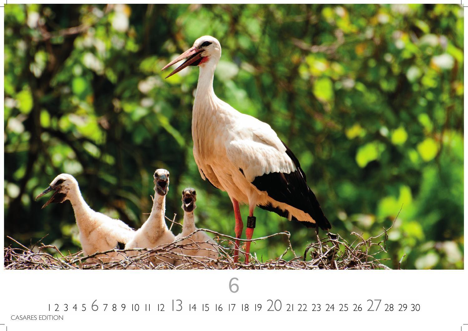 Beispielinhalt (Bild) Störche Kalender 2027 - Wandkalender | Fotokalender Tierkalender 24x35cm - Inspirierende Storch-Motive für Natur- und Tierkalenderliebhaber.