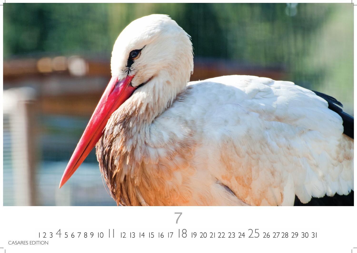 Beispielinhalt (Bild) Störche Kalender 2027 - Wandkalender | Fotokalender Tierkalender 24x35cm - Inspirierende Storch-Motive für Natur- und Tierkalenderliebhaber.