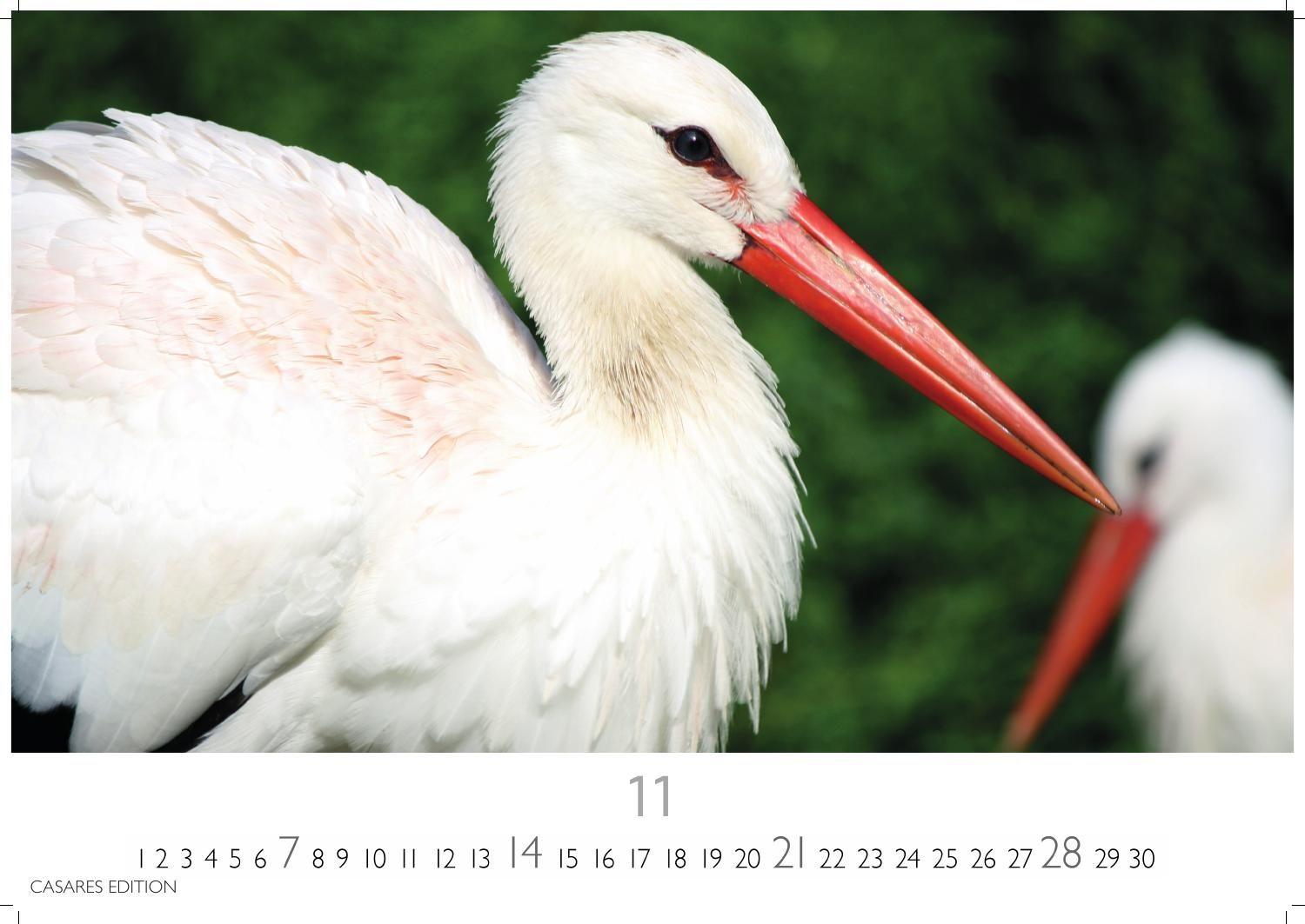 Beispielinhalt (Bild) Störche Kalender 2027 - Wandkalender | Fotokalender Tierkalender 24x35cm - Inspirierende Storch-Motive für Natur- und Tierkalenderliebhaber.