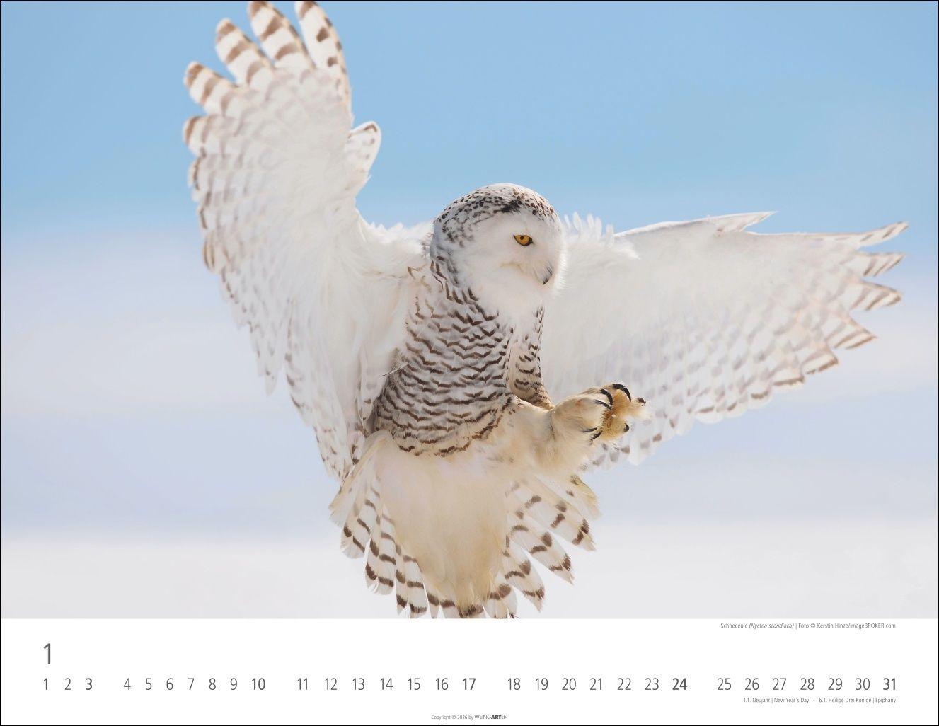 Beispielinhalt (Bild) Eulen Kalender 2027