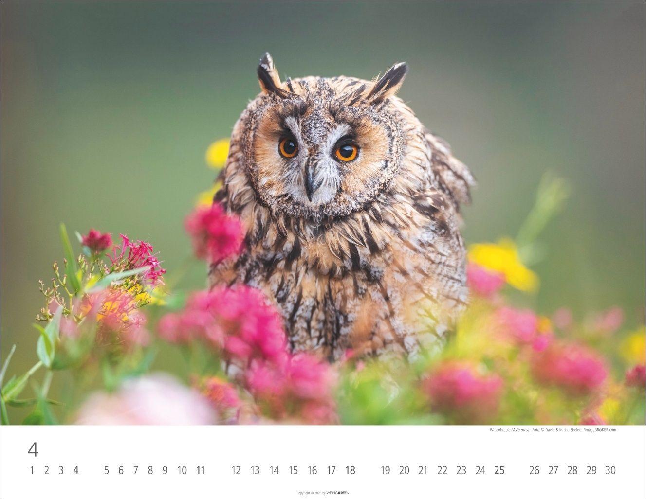 Beispielinhalt (Bild) Eulen Kalender 2027