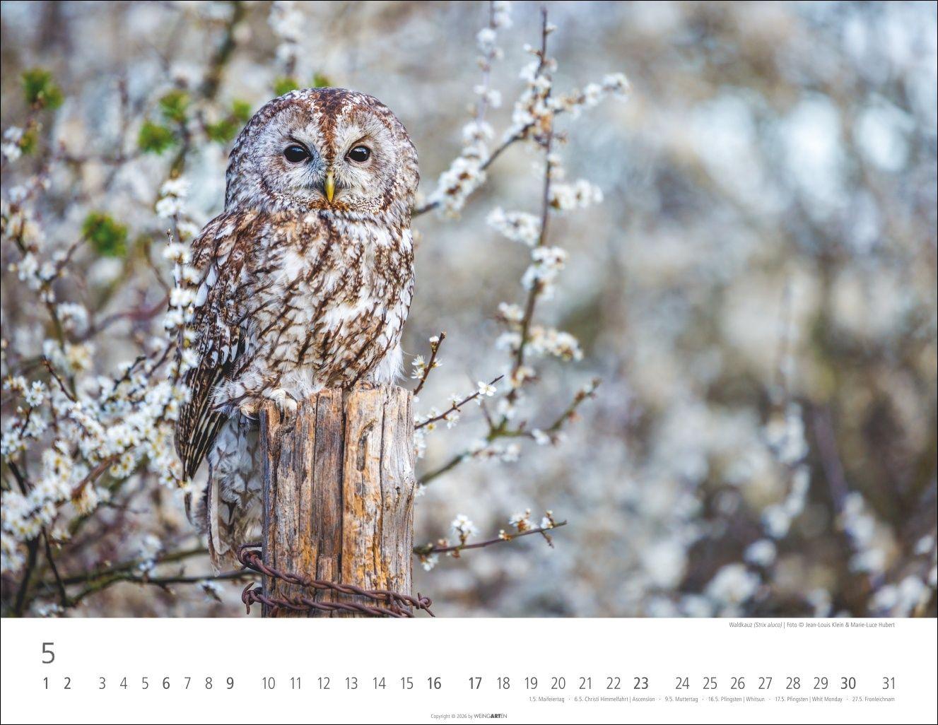 Beispielinhalt (Bild) Eulen Kalender 2027