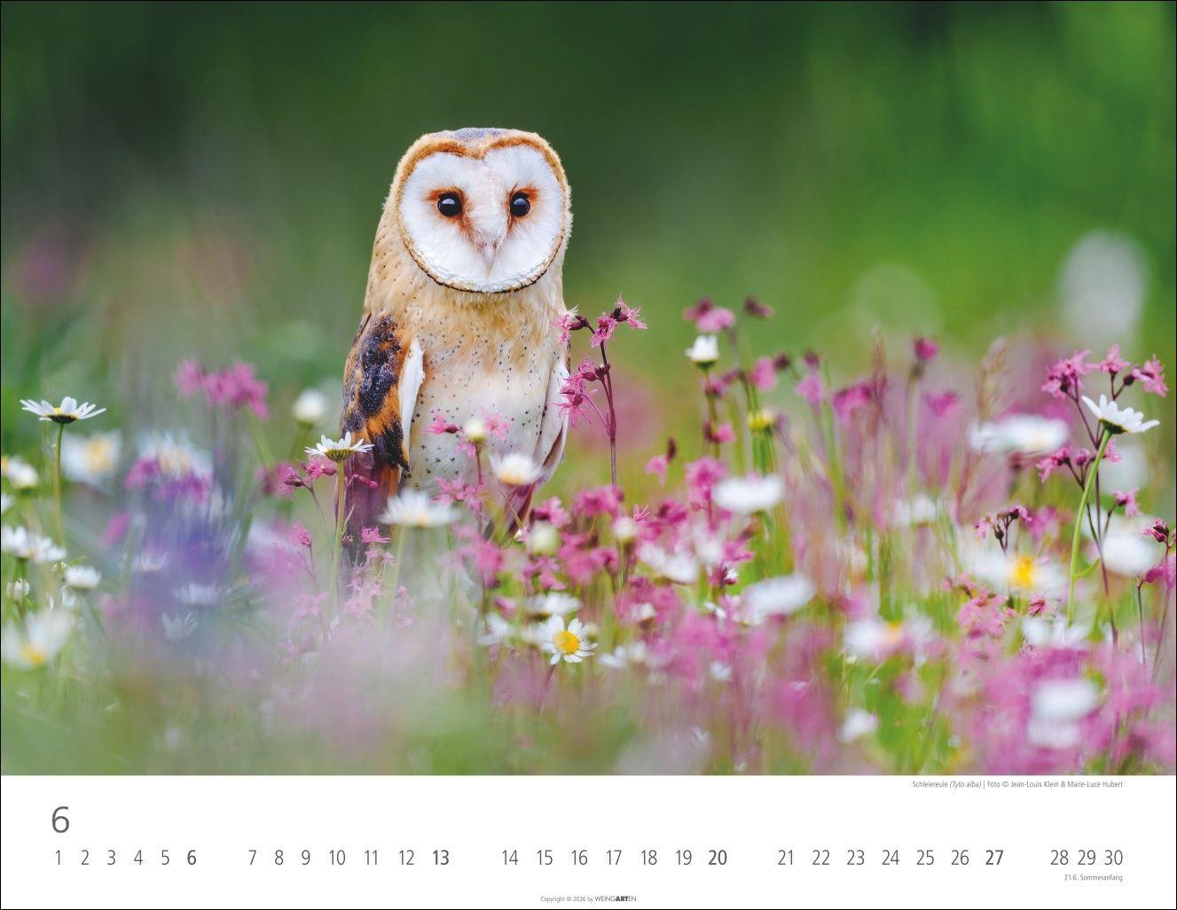 Beispielinhalt (Bild) Eulen Kalender 2027