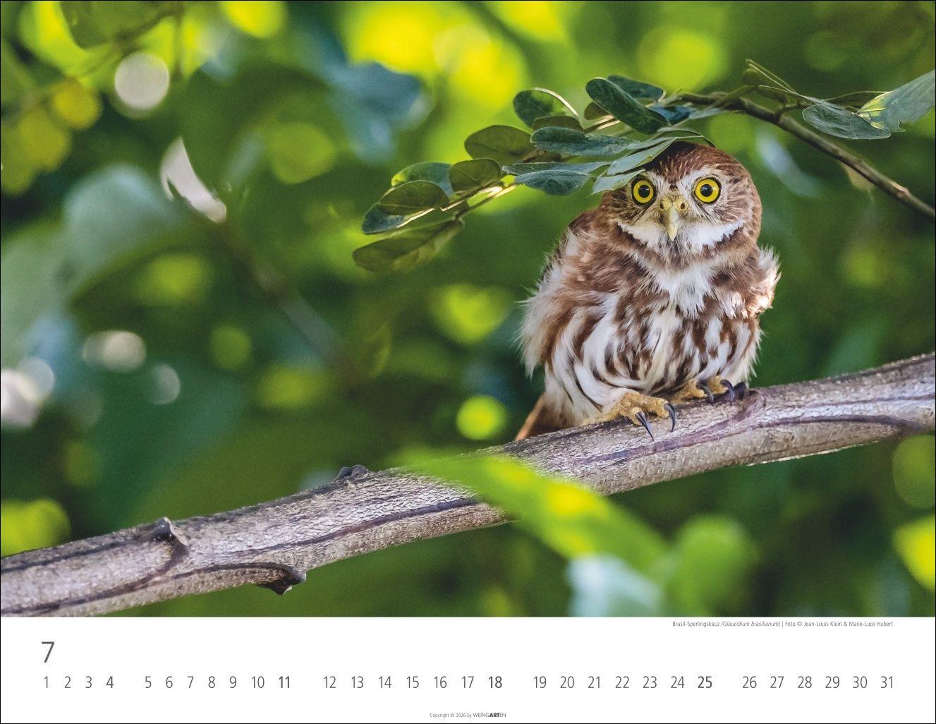 Beispielinhalt (Bild) Eulen Kalender 2027