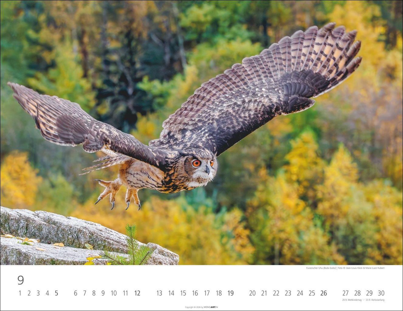 Beispielinhalt (Bild) Eulen Kalender 2027