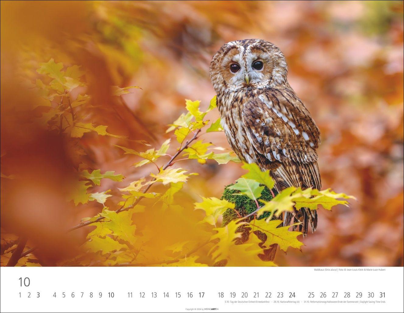 Beispielinhalt (Bild) Eulen Kalender 2027