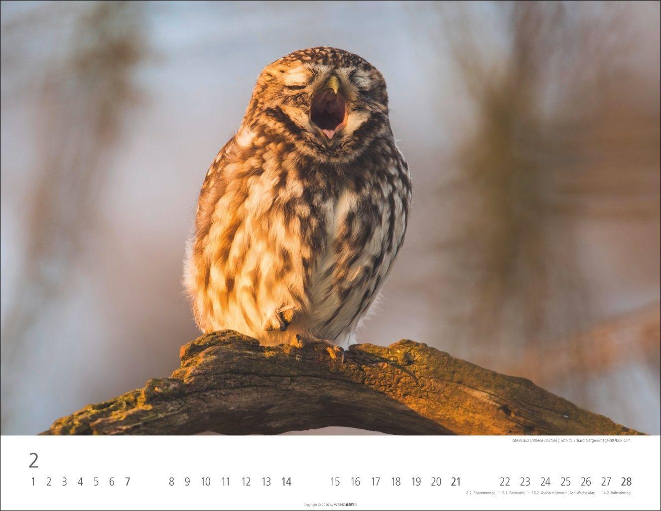 Beispielinhalt (Bild) Eulen Kalender 2027