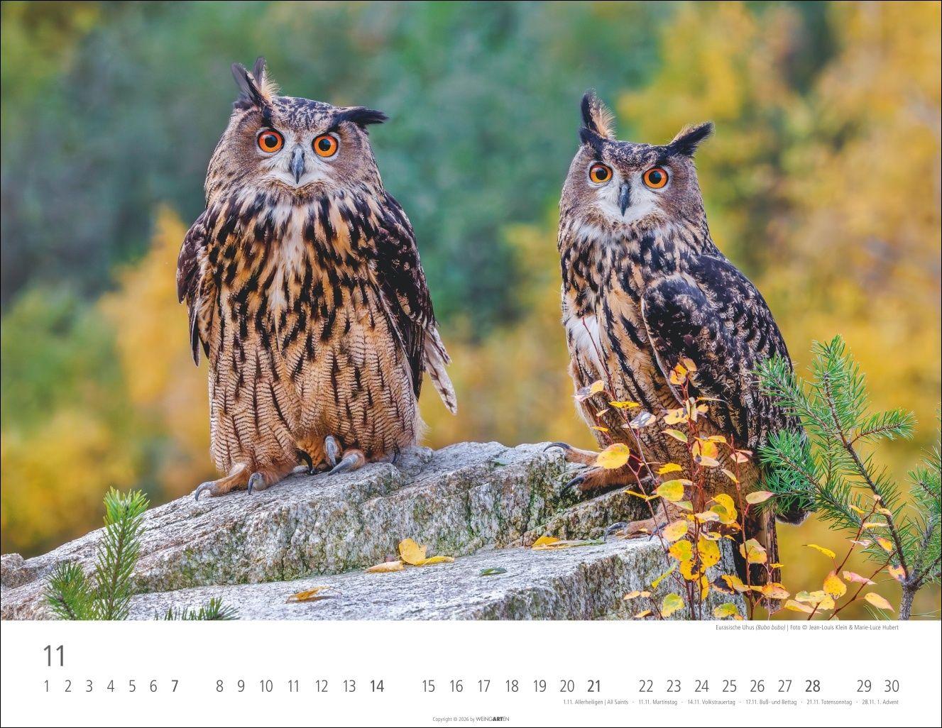 Beispielinhalt (Bild) Eulen Kalender 2027