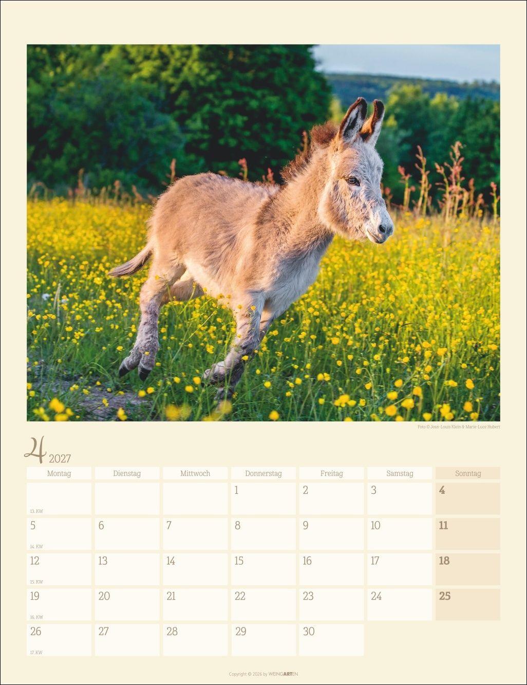 Beispielinhalt (Bild) Esel Kalender 2027