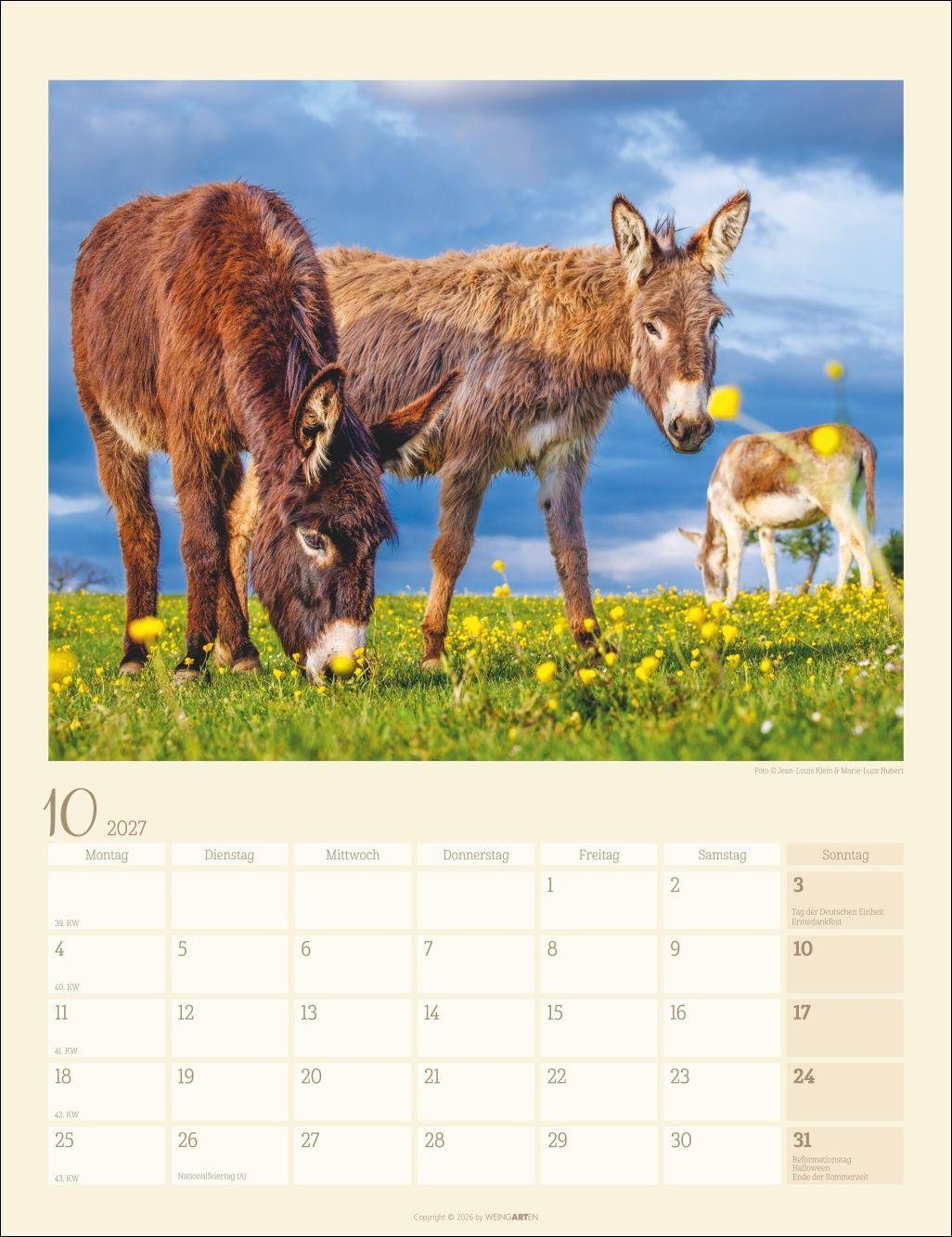 Beispielinhalt (Bild) Esel Kalender 2027