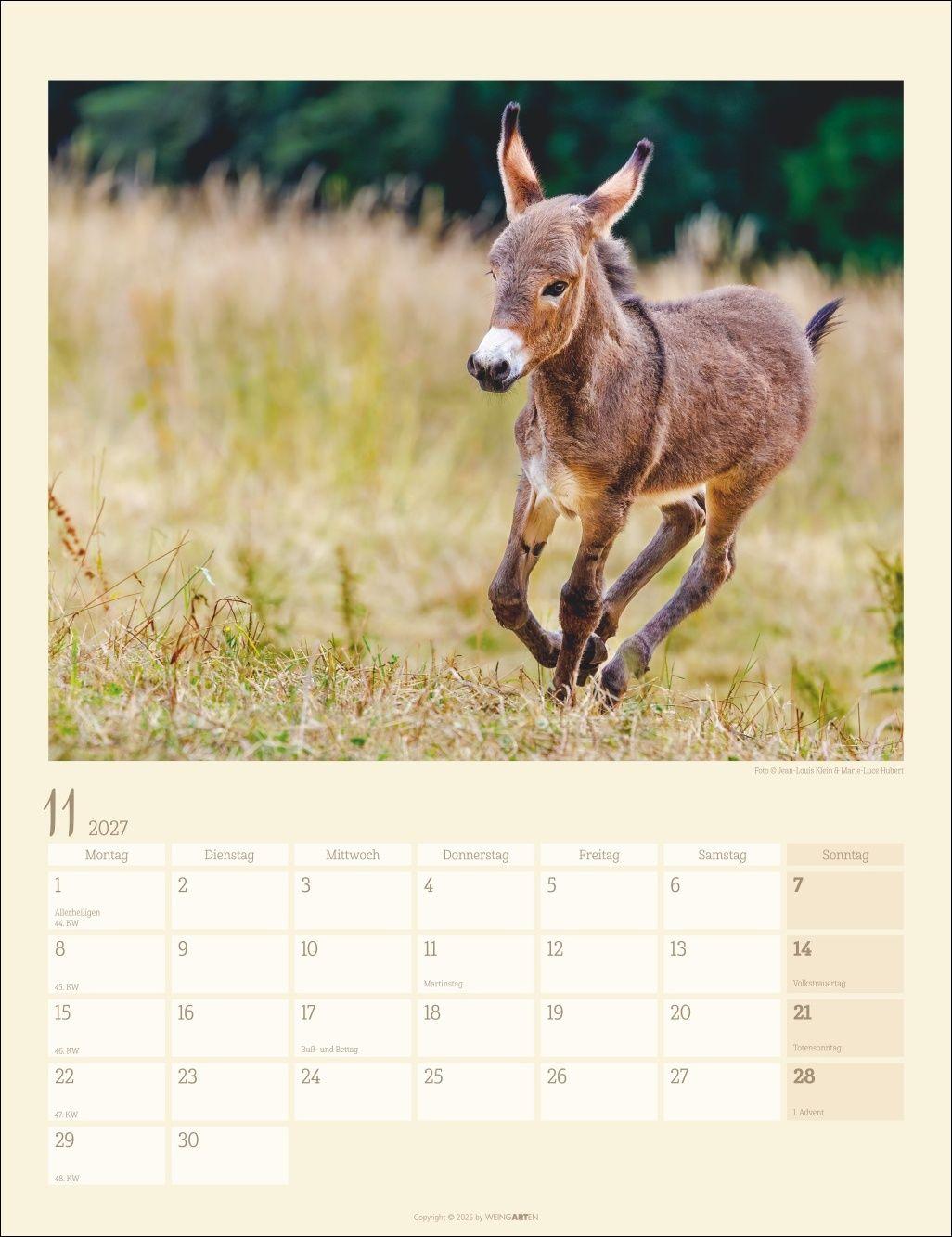 Beispielinhalt (Bild) Esel Kalender 2027