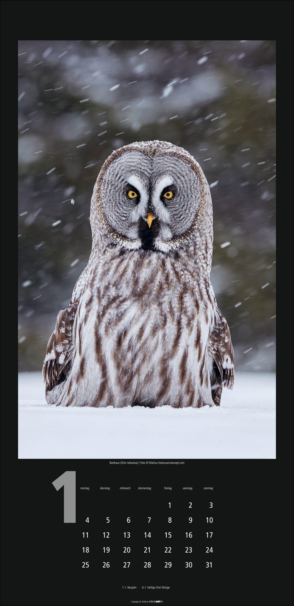 Beispielinhalt (Bild) Eulen Kalender 2027