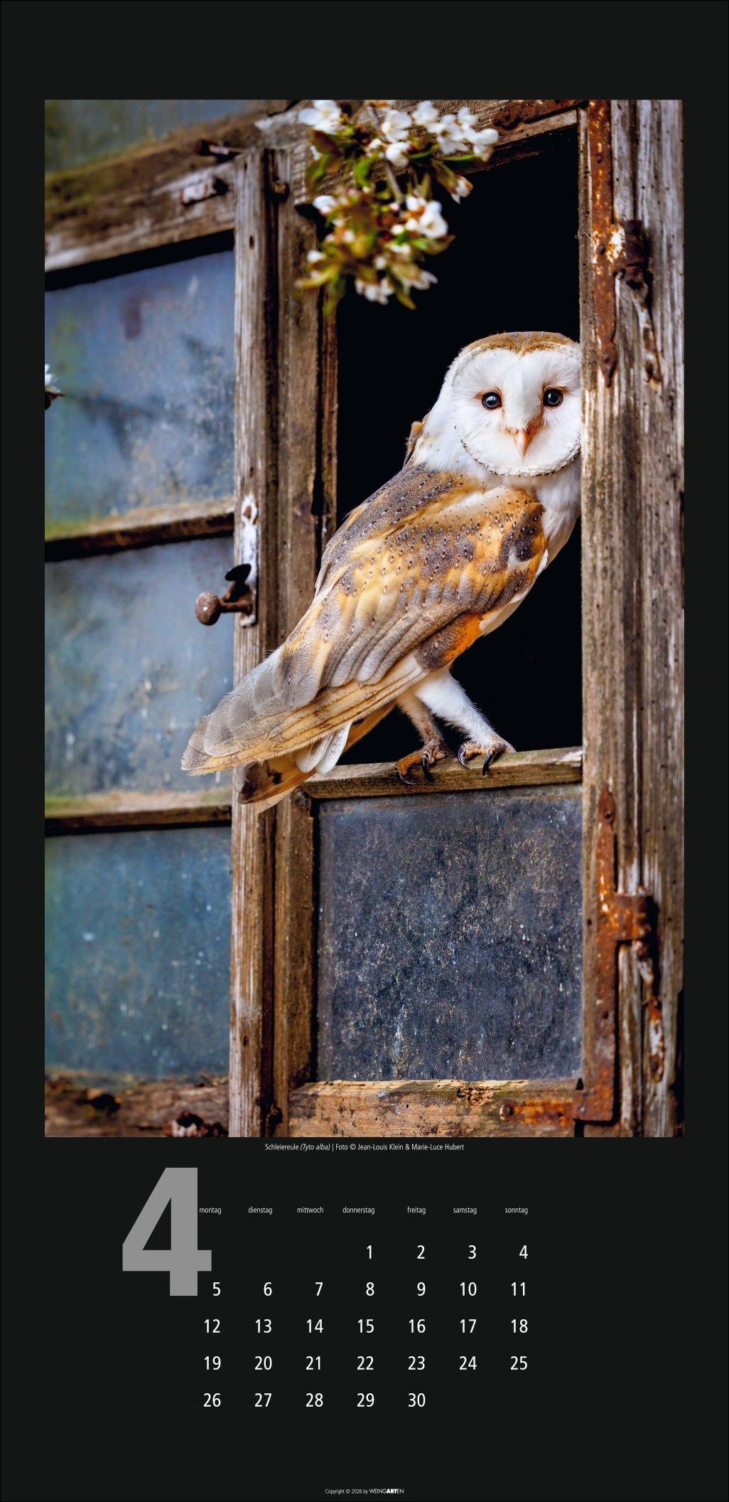 Beispielinhalt (Bild) Eulen Kalender 2027