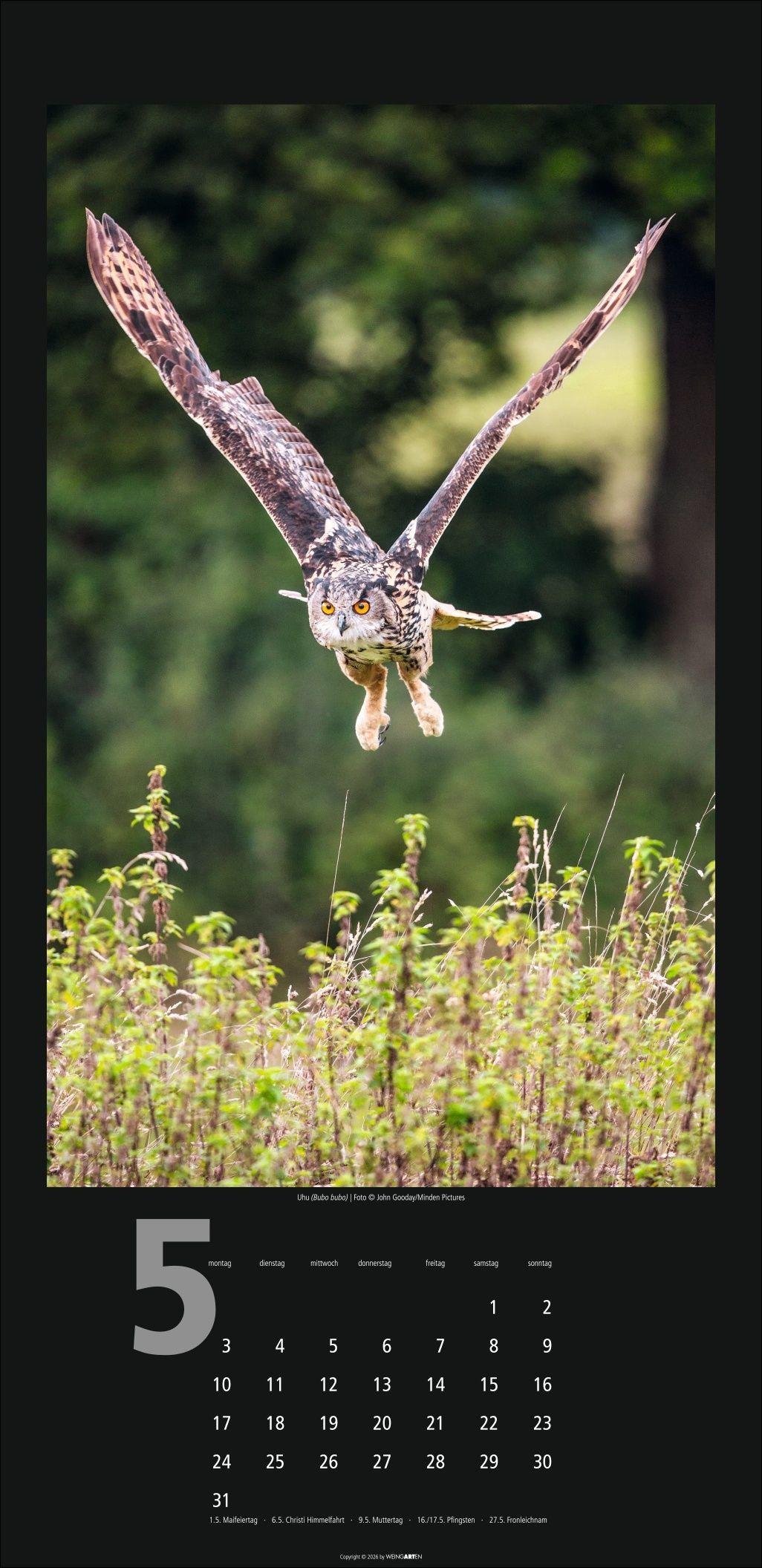 Beispielinhalt (Bild) Eulen Kalender 2027