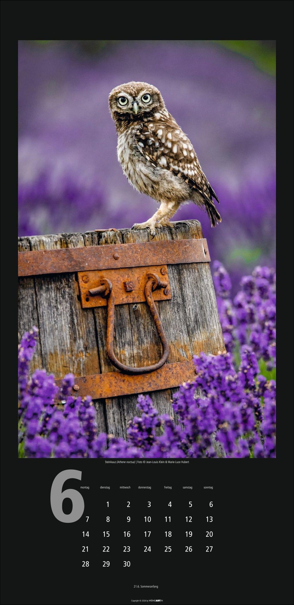 Beispielinhalt (Bild) Eulen Kalender 2027