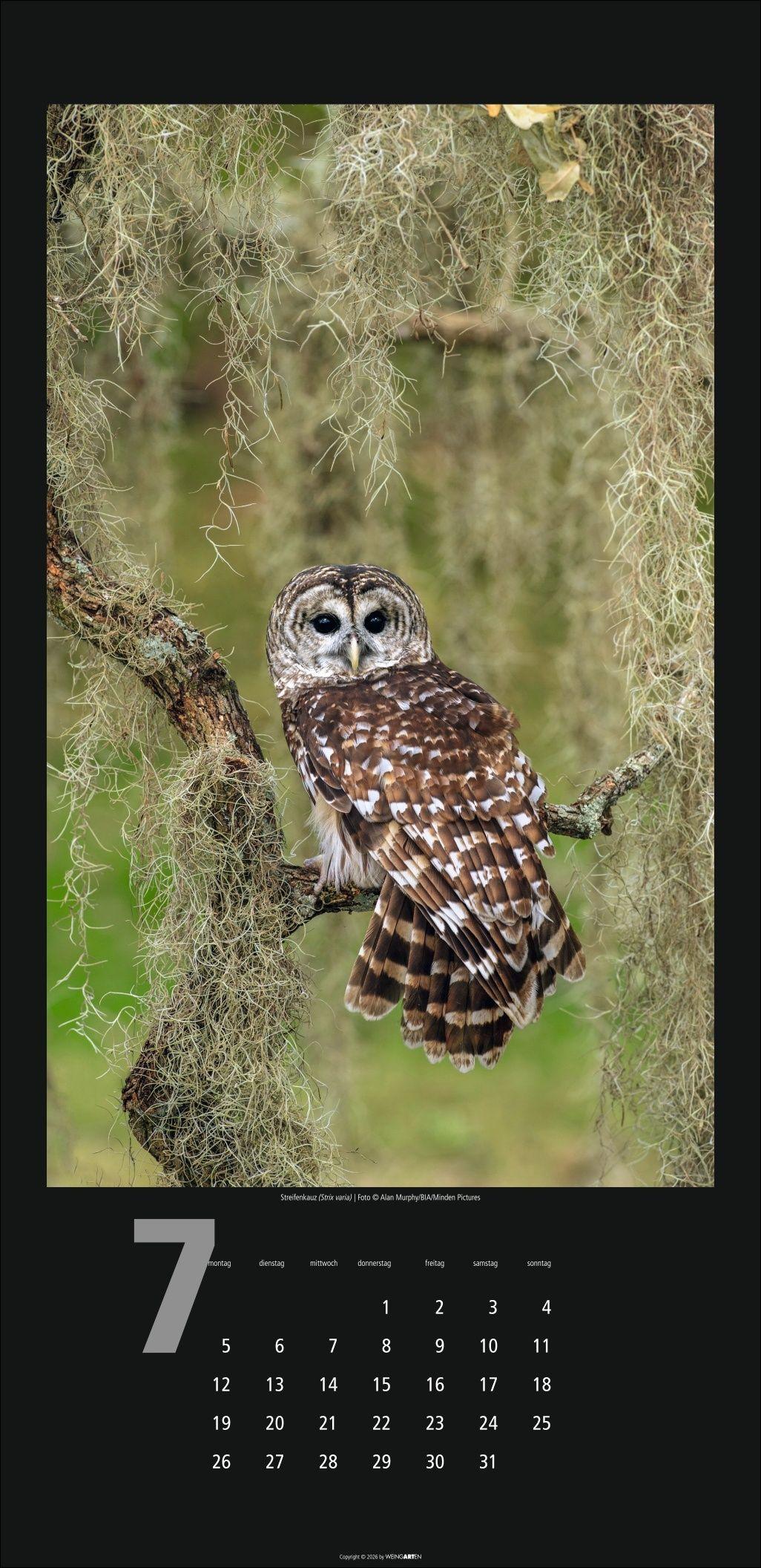 Beispielinhalt (Bild) Eulen Kalender 2027