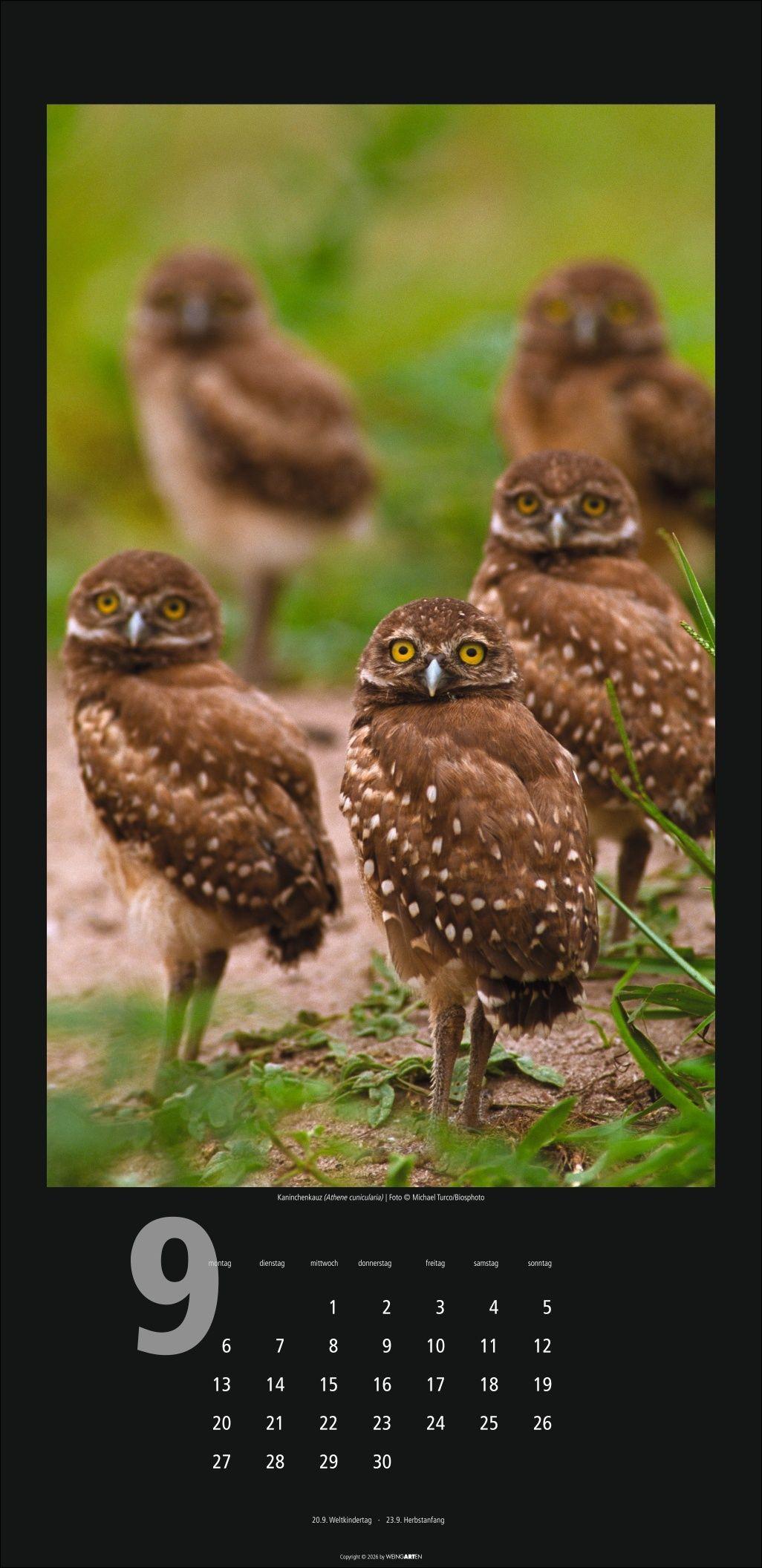 Beispielinhalt (Bild) Eulen Kalender 2027