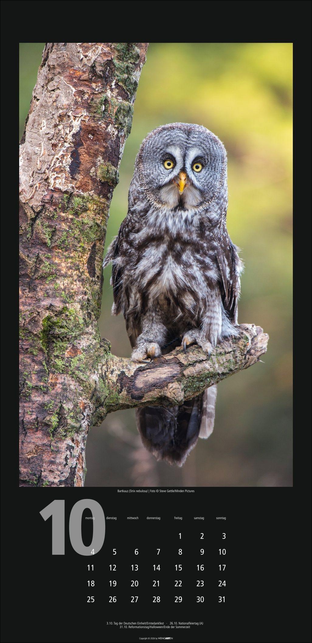 Beispielinhalt (Bild) Eulen Kalender 2027