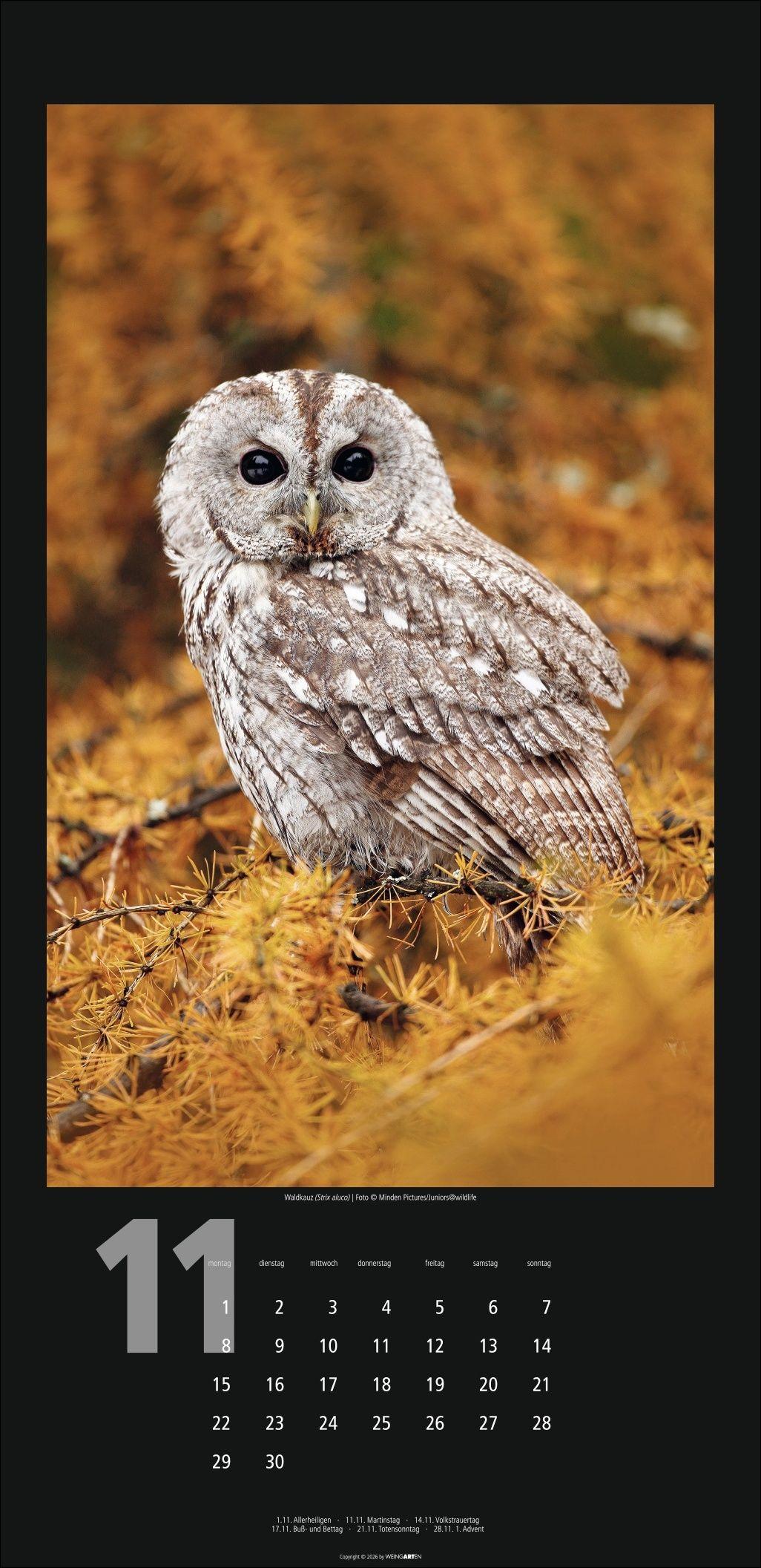 Beispielinhalt (Bild) Eulen Kalender 2027