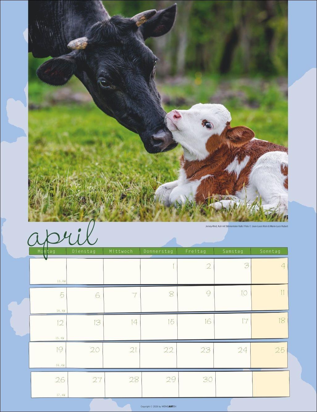Beispielinhalt (Bild) Kuh Kalender 2027