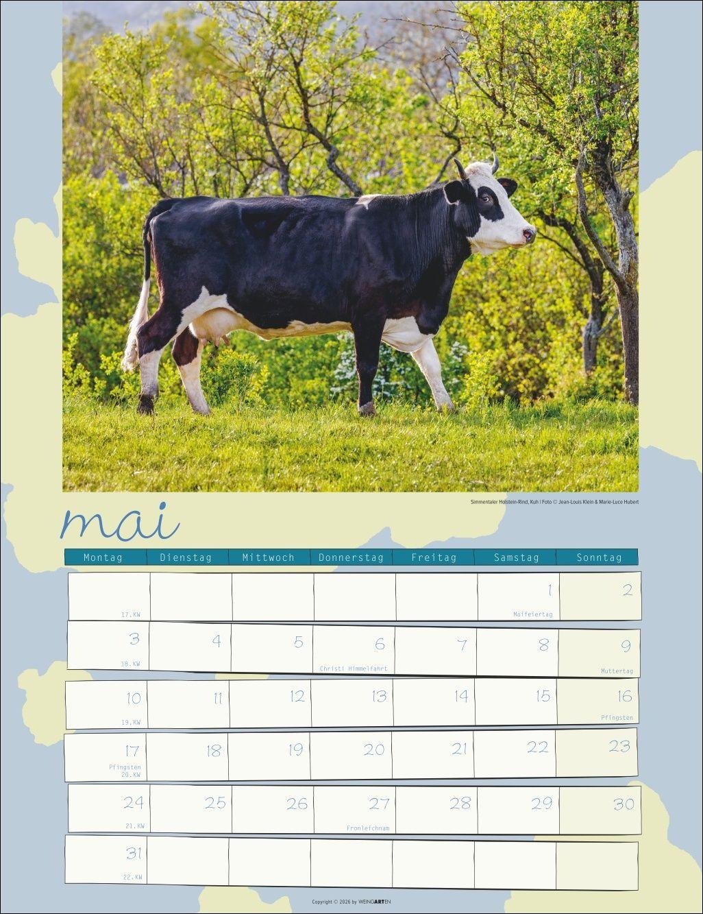 Beispielinhalt (Bild) Kuh Kalender 2027