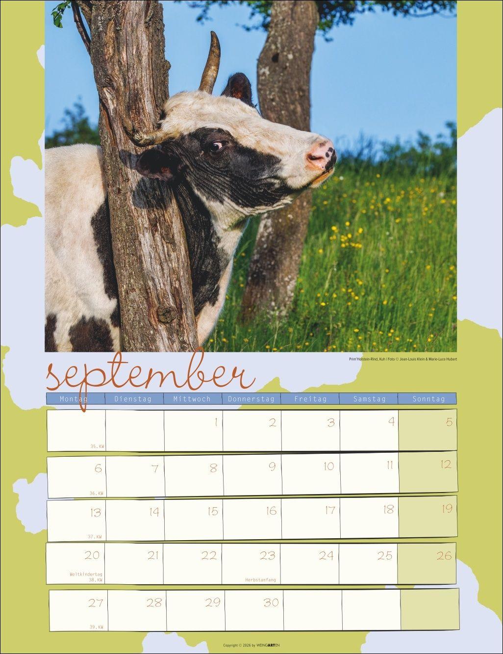 Beispielinhalt (Bild) Kuh Kalender 2027