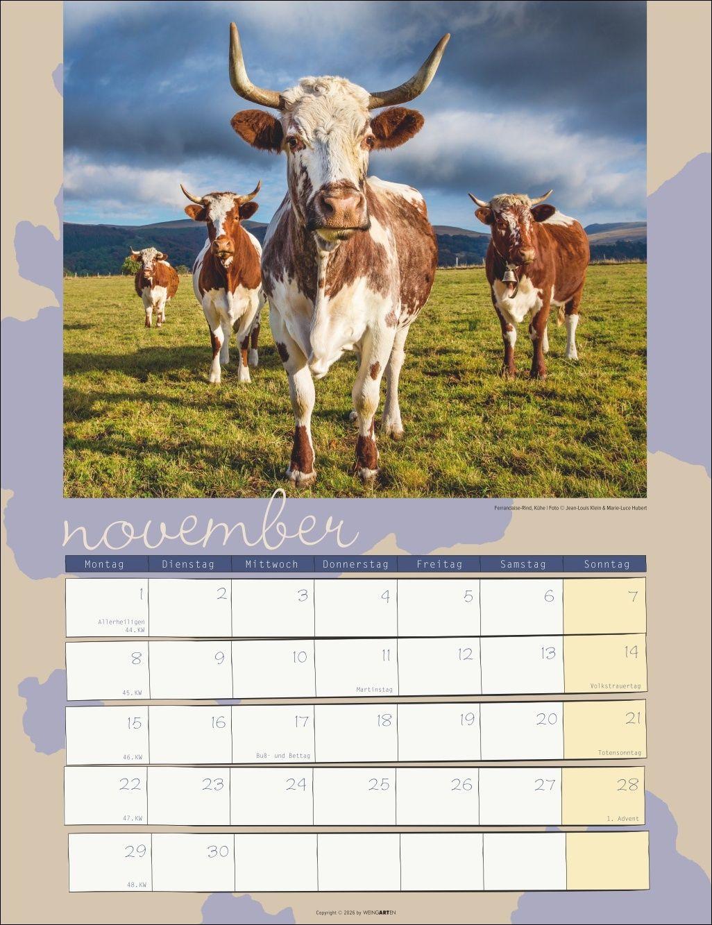 Beispielinhalt (Bild) Kuh Kalender 2027