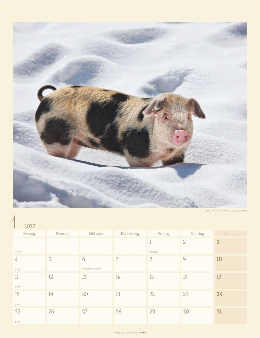 Beispielinhalt (Bild) Schweinchen Kalender 2027