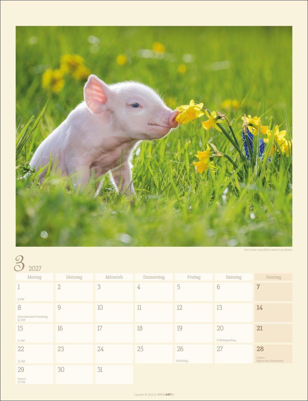 Beispielinhalt (Bild) Schweinchen Kalender 2027