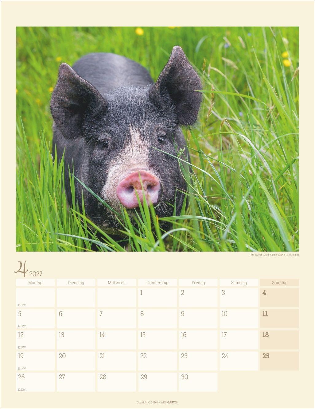 Beispielinhalt (Bild) Schweinchen Kalender 2027