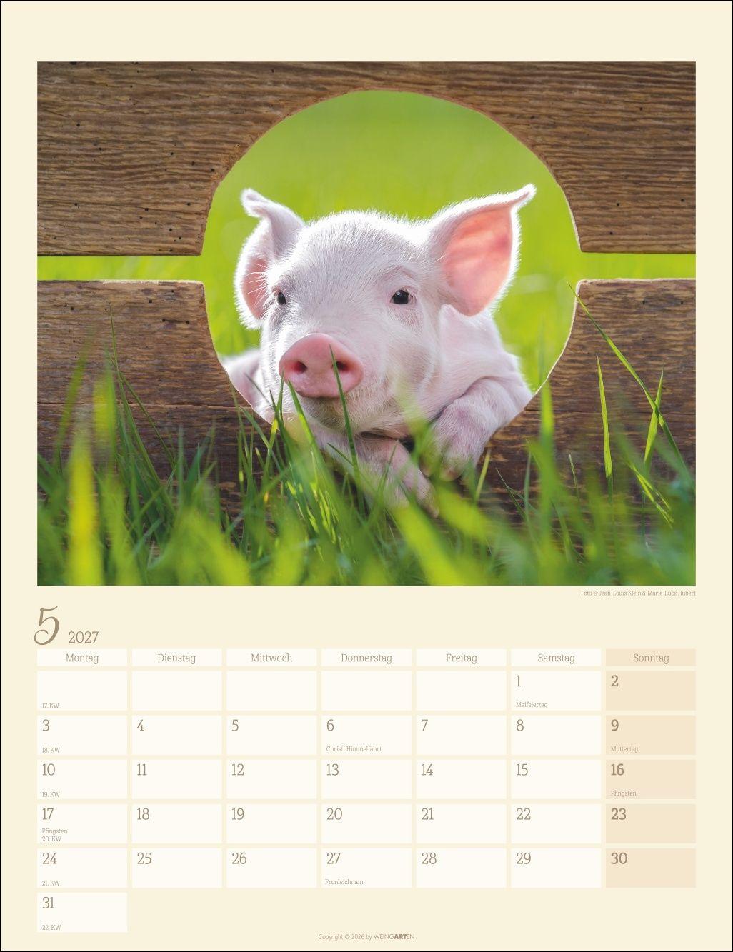 Beispielinhalt (Bild) Schweinchen Kalender 2027