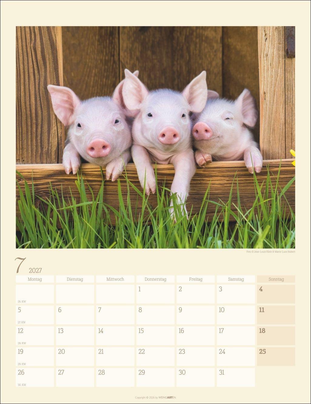 Beispielinhalt (Bild) Schweinchen Kalender 2027