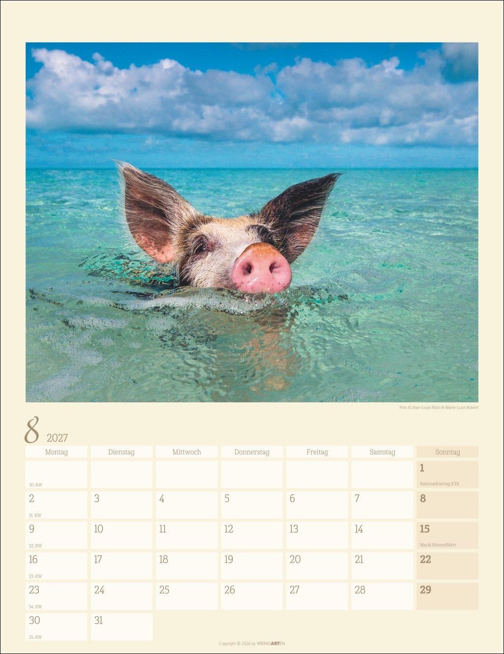Beispielinhalt (Bild) Schweinchen Kalender 2027
