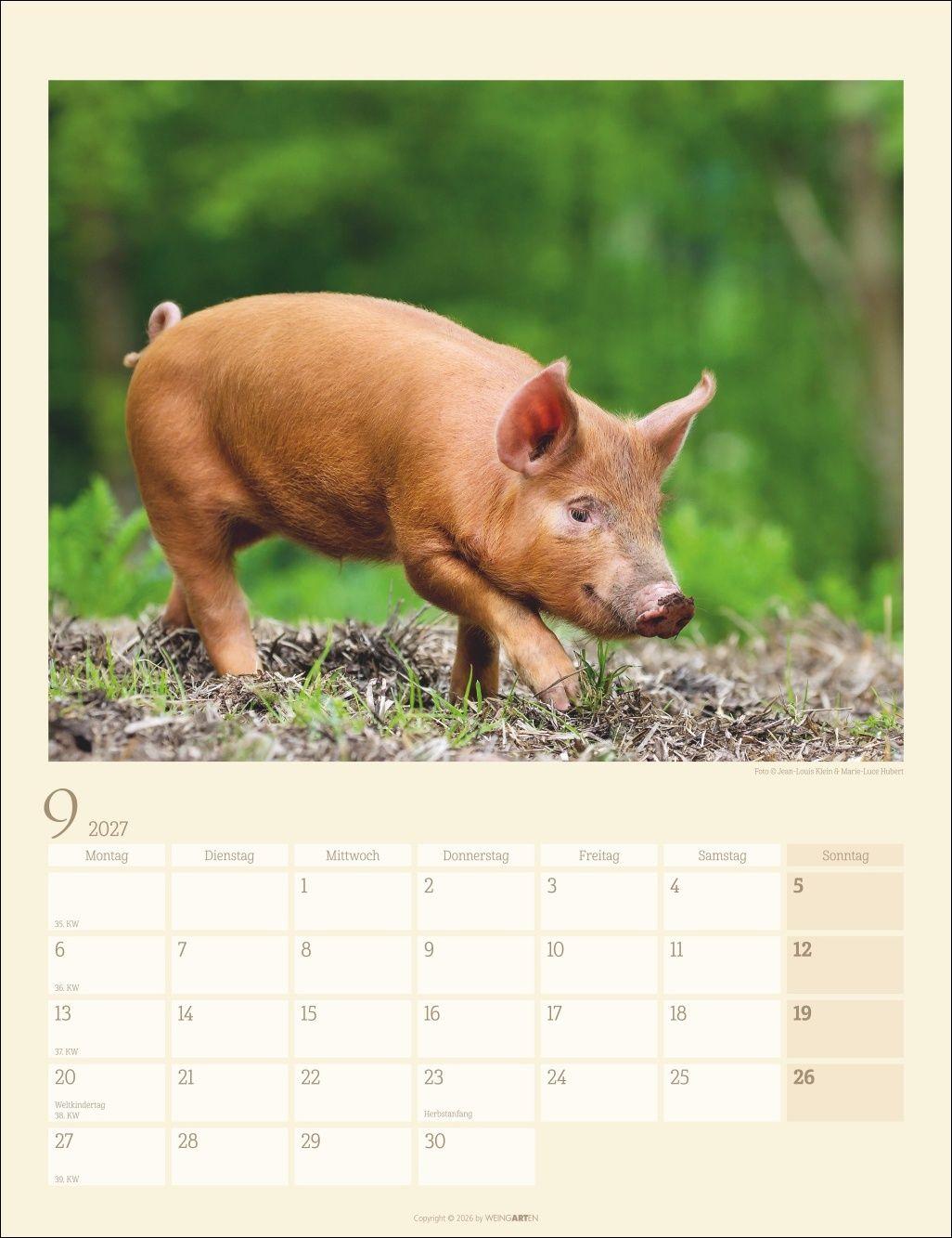 Beispielinhalt (Bild) Schweinchen Kalender 2027