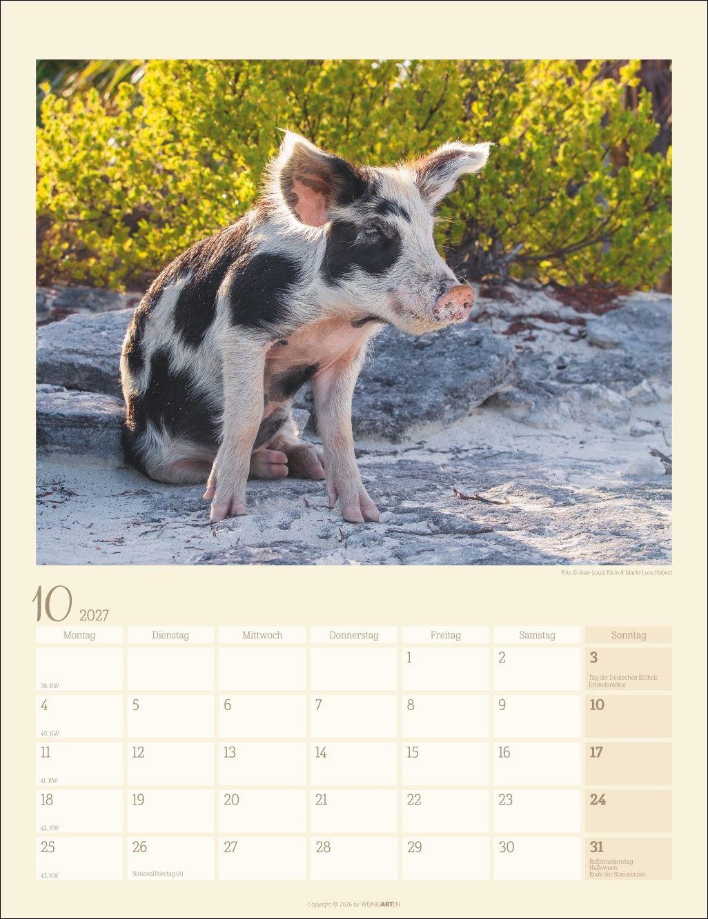 Beispielinhalt (Bild) Schweinchen Kalender 2027